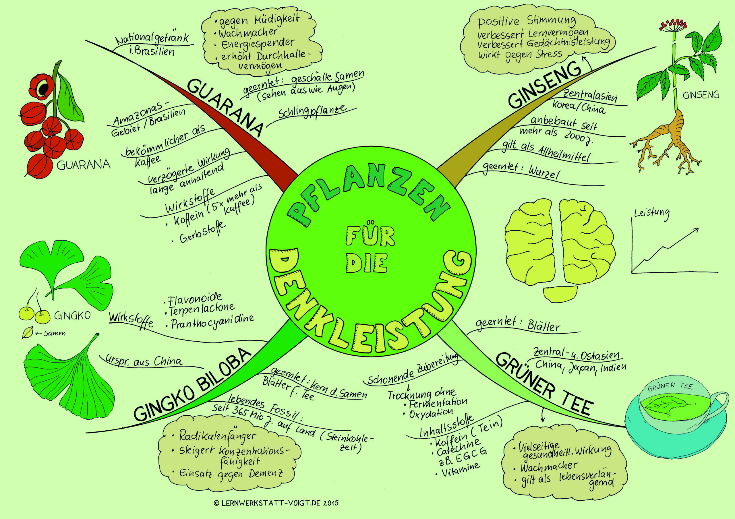 Pflanzen fürs Gehirn